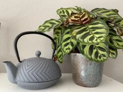 Bredemeijer Theepot Fujian 1.2L Met Filter Warm Grijs -Huishoudelijk Serviesgoed 1200x899 35